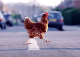 Una gallina, ajena a esta información, cruza la carretera. Una gallina, ajena a esta información, cruza la carretera.